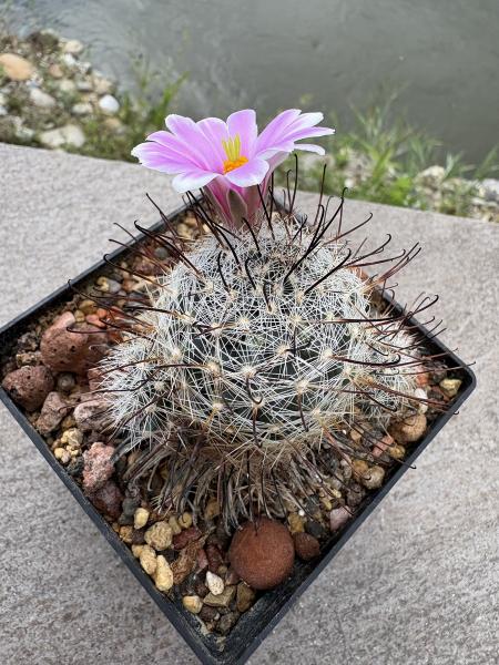 Mammillaria insularis